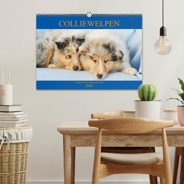 Produktbild: Colliewelpen - kleine Collies erobern die Welt (Wandkalender 2026 DIN A3 quer), CALVENDO Monatskalender