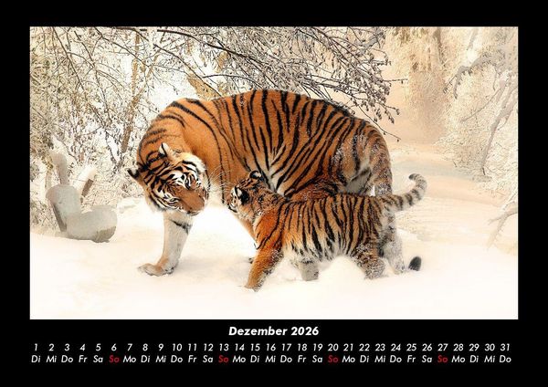 Produktbild: Tiger 2026 Fotokalender DIN A3