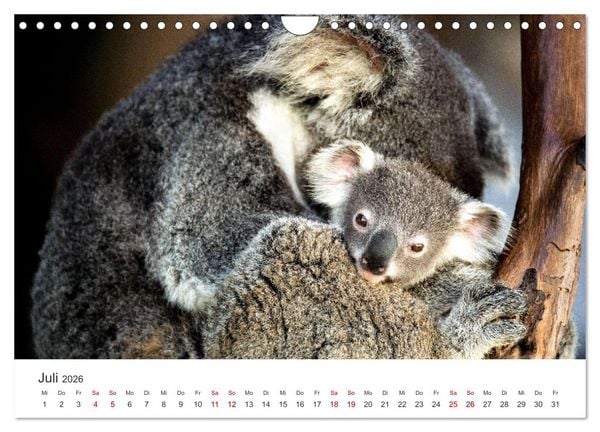 Produktbild: Knuffige Koalab&auml;ren (Wandkalender 2026 DIN A4 quer), CALVENDO Monatskalender