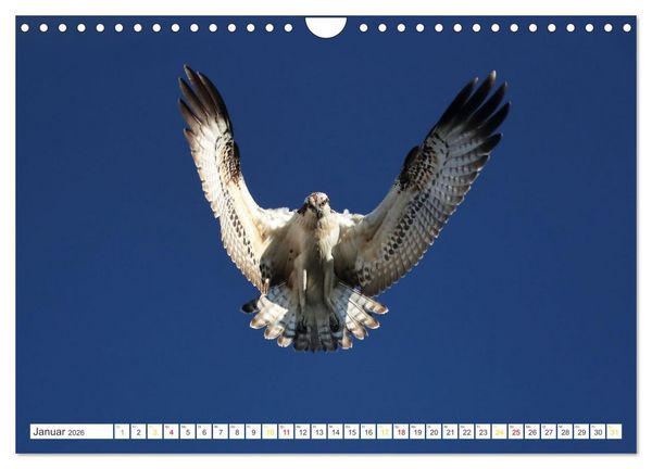 Produktbild: Fischadler - Meister des Sturzfluges (Wandkalender 2026 DIN A4 quer), CALVENDO Monatskalender