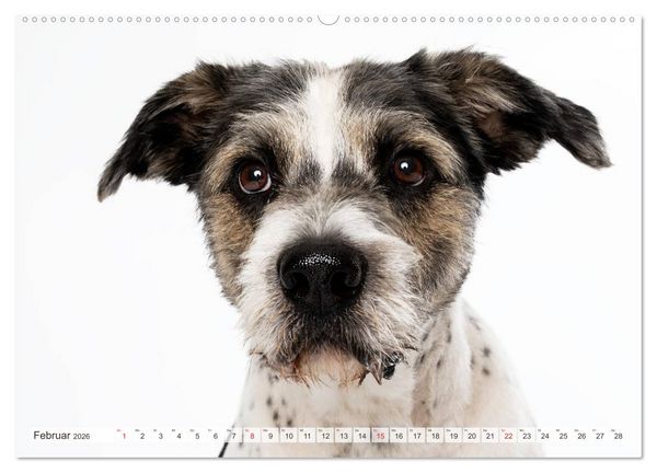 Produktbild: Kleine Hunde - Gro&szlig;e Blicke (Wandkalender 2026 DIN A2 quer), CALVENDO Monatskalender