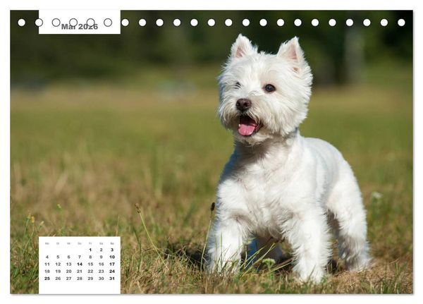 Produktbild: Rassehunde (Tischkalender 2026 DIN A5 quer), CALVENDO Monatskalender