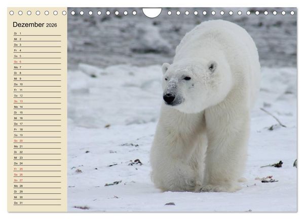 Produktbild: B&auml;ren (Wandkalender 2026 DIN A4 quer), CALVENDO Monatskalender
