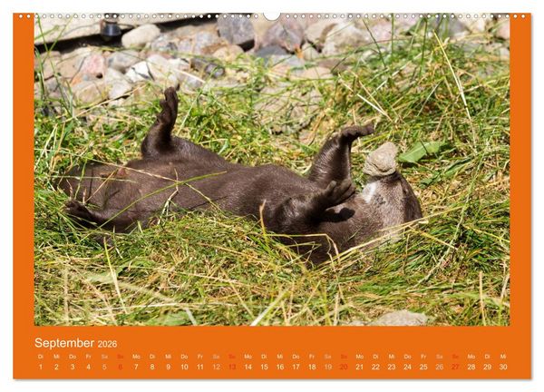 Produktbild: Tierkinder (hochwertiger Premium Wandkalender 2026 DIN A2 quer), Kunstdruck in Hochglanz