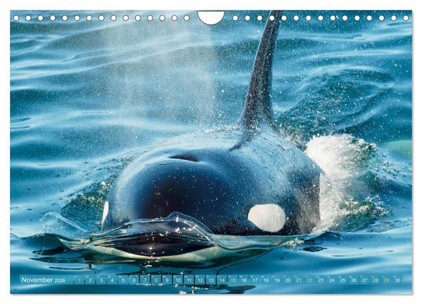 Produktbild: Orcas: Schwarz-wei&szlig;e Giganten (Wandkalender 2026 DIN A4 quer), CALVENDO Monatskalender