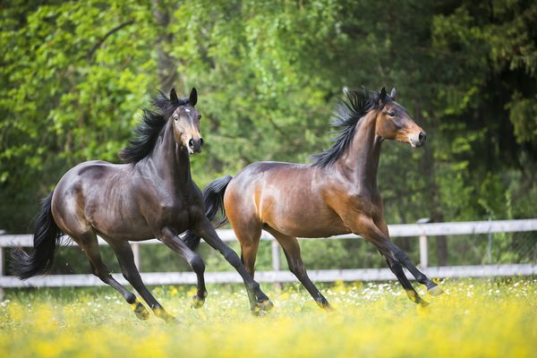 Produktbild: Trakehner - Des K&ouml;nigs letzte Pferde