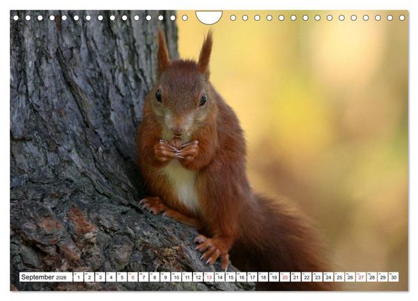 Produktbild: Heimische Tiere (Wandkalender 2026 DIN A4 quer), CALVENDO Monatskalender