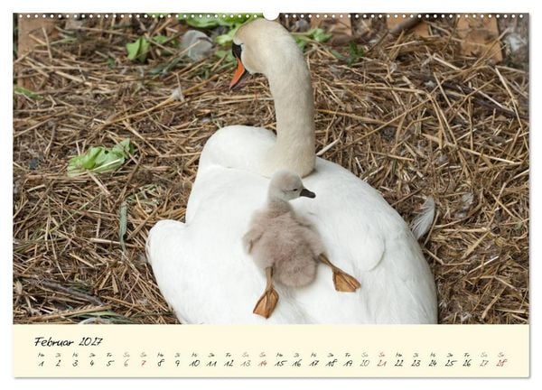Produktbild: Vom K&uuml;ken zum stolzen Schwan (hochwertiger Premium Wandkalender 2027 DIN A2 quer), Kunstdruck in Hochglanz