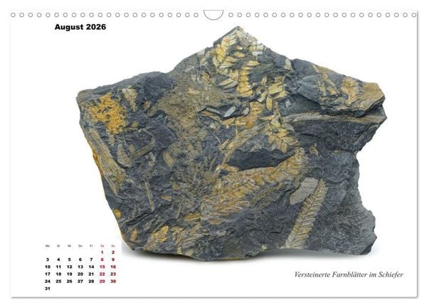 Produktbild: Fossilien - Ammoniten, Trilobiten, Erdgeschichte (Wandkalender 2026 DIN A3 quer), CALVENDO Monatskalender