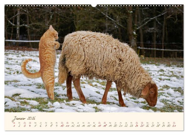 Produktbild: Coburger Fuchsschaf (Wandkalender 2026 DIN A2 quer), CALVENDO Monatskalender