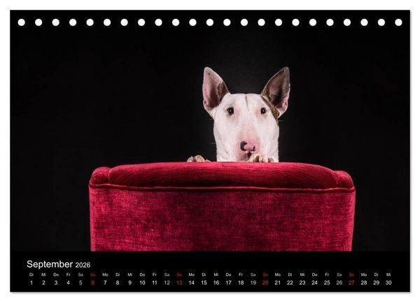 Produktbild: Bullterrier (Tischkalender 2026 DIN A5 quer), CALVENDO Monatskalender