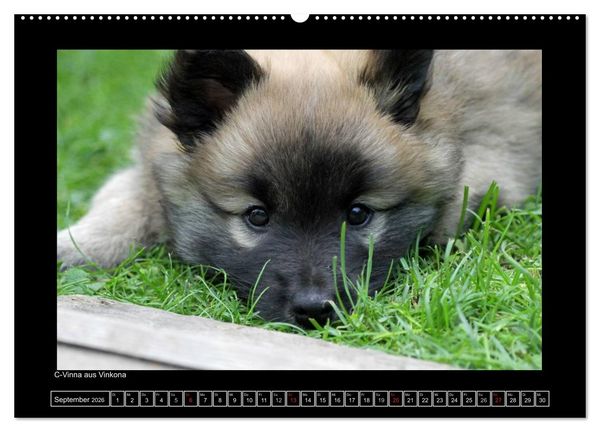 Produktbild: Islandhund - Welpen / CH-Version (hochwertiger Premium Wandkalender 2026 DIN A2 quer), Kunstdruck in Hochglanz
