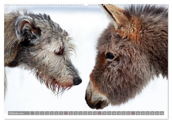 Produktbild: Kleiner Esel. Boldewyn und seine Freunde (hochwertiger Premium Wandkalender 2026 DIN A2 quer), Kunstdruck in Hochglanz