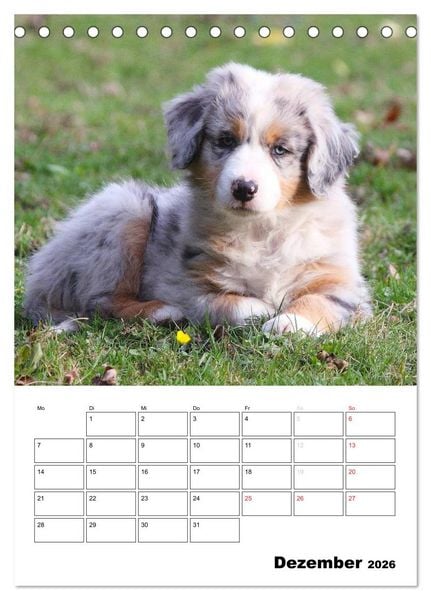 Produktbild: Australian Shepherd (Tischkalender 2026 DIN A5 hoch), CALVENDO Monatskalender