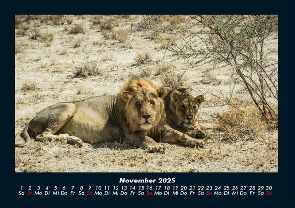 Produktbild: L&ouml;wen in der Wildnis 2025 Fotokalender DIN A4