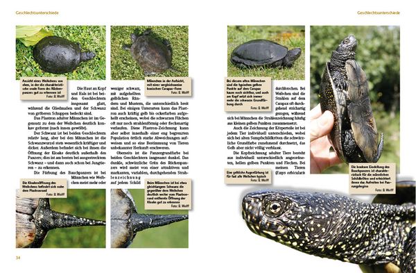 Produktbild: Europ&auml;ische Sumpfschildkr&ouml;ten
