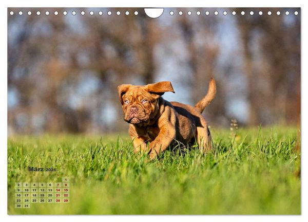 Produktbild: Eine kleine Bordeauxdogge entdeckt die Welt (Wandkalender 2026 DIN A4 quer), CALVENDO Monatskalender
