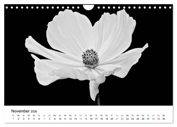 Produktbild: Blumen 2026, Schwarz-Wei&szlig; (Wandkalender 2026 DIN A4 quer), CALVENDO Monatskalender
