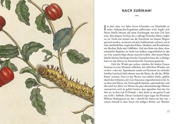 Produktbild: Maria Sibylla Merians Reise zu den Schmetterlingen