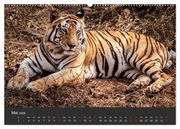 Produktbild: Indien 2026 Tempel, Tiger und Pal&auml;ste (Wandkalender 2026 DIN A2 quer), CALVENDO Monatskalender