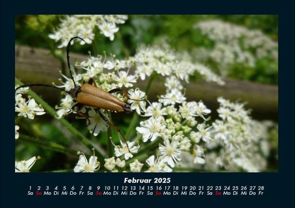 Produktbild: K&auml;fer 2025 Fotokalender DIN A4