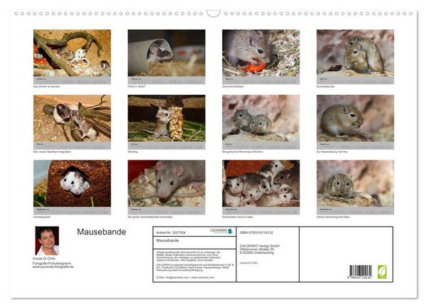Produktbild: Mausebande (Wandkalender 2026 DIN A2 quer), CALVENDO Monatskalender