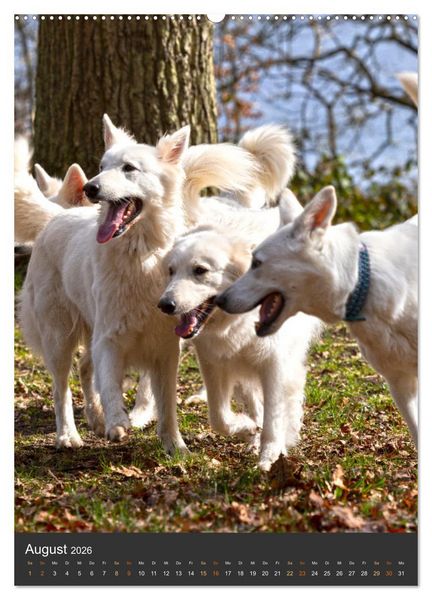 Produktbild: Berger Blanc Suisse - Freunde auf 4 Pfoten (Wandkalender 2026 DIN A2 hoch), CALVENDO Monatskalender