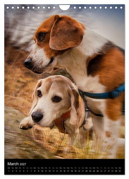 Produktbild: Beagles in action (Wall Calendar 2027 DIN A4 portrait), CALVENDO 12 Month Wall Calendar