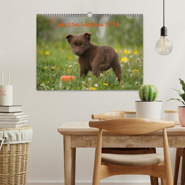 Produktbild: Aussie Welpen 2026 (Wandkalender 2026 DIN A3 quer), CALVENDO Monatskalender