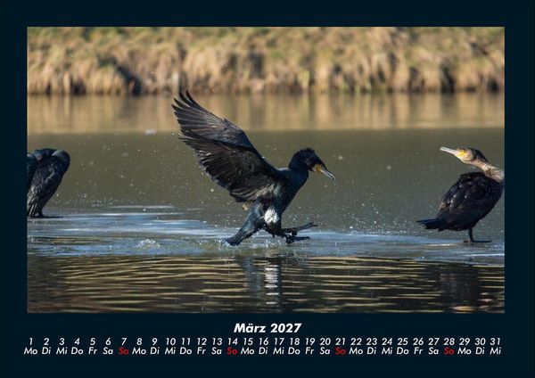 Produktbild: V&ouml;gel 2027 Fotokalender DIN A4