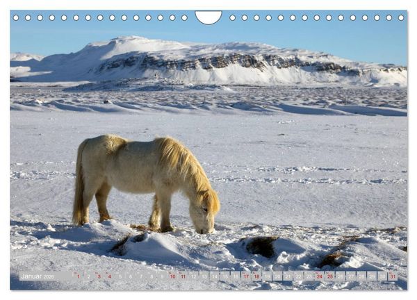 Produktbild: Islandpferde - Die tierischen Stars der Insel (Wandkalender 2026 DIN A4 quer), CALVENDO Monatskalender