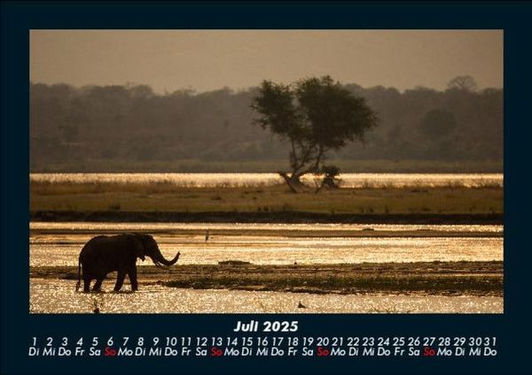 Produktbild: Der Elefantenkalender 2025 Fotokalender DIN A5