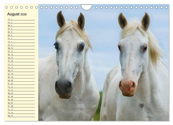 Produktbild: Traumpferd Lipizzaner (Wandkalender 2026 DIN A4 quer), CALVENDO Monatskalender