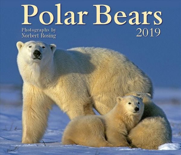 Produktbild: Rosing, N: Polar Bears 2019 Calendar