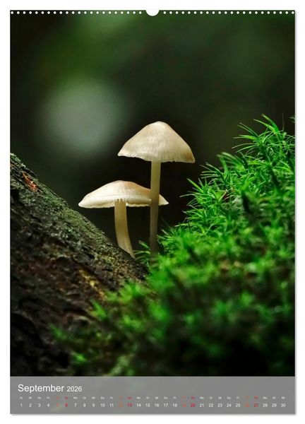 Produktbild: Mit Bokeh-Fotografie durch das Jahr (hochwertiger Premium Wandkalender 2026 DIN A2 hoch), Kunstdruck in Hochglanz