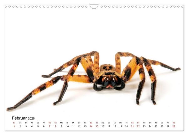Produktbild: WIRBELLOS (Wandkalender 2026 DIN A3 quer), CALVENDO Monatskalender