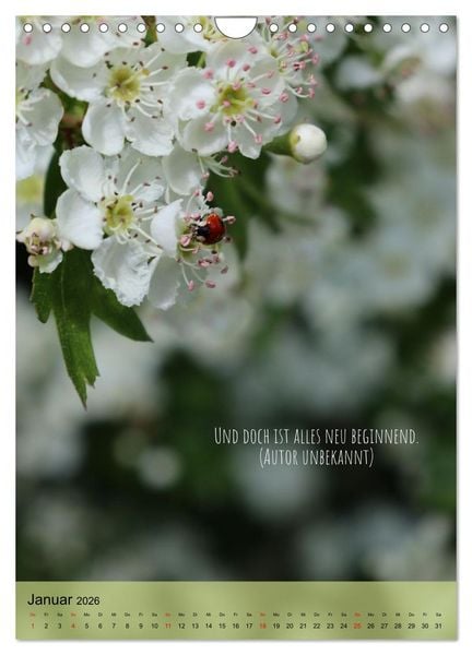 Produktbild: Naturzauber - Bunt und Lebendig (Wandkalender 2026 DIN A4 hoch), CALVENDO Monatskalender