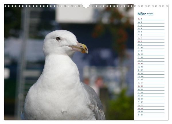 Produktbild: M&ouml;wen - Von der Ostsee bis zum Atlantik (Wandkalender 2026 DIN A3 quer), CALVENDO Monatskalender
