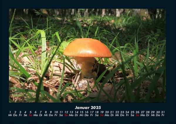 Produktbild: Pilzkalender 2025 Fotokalender DIN A4