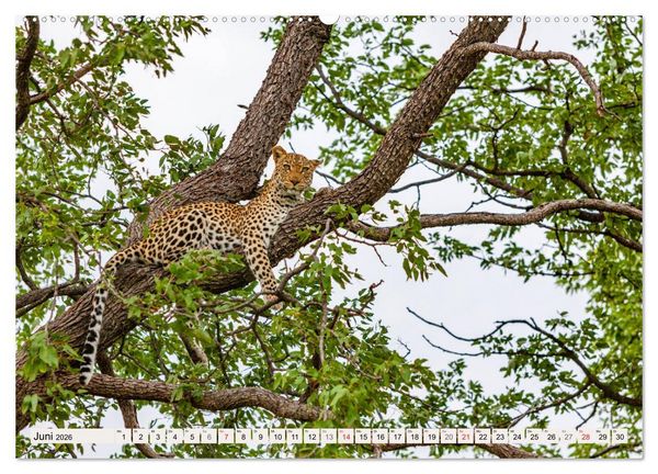 Produktbild: Afrikas wilde Katzen (hochwertiger Premium Wandkalender 2026 DIN A2 quer), Kunstdruck in Hochglanz