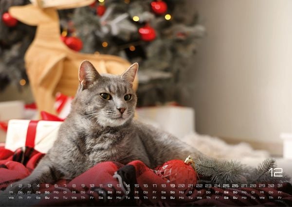 Produktbild: Miau - Unsere Stubentiger - Der Katzenkalender - 2027 - Kalender DIN A3