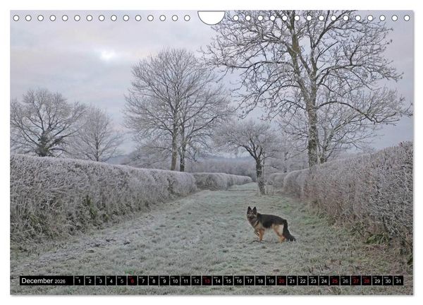 Produktbild: The German Shepherd Longcoat (Wall Calendar 2026 DIN A4 landscape), CALVENDO 12 Month Wall Calendar