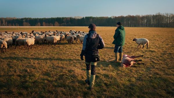 Produktbild: Im Land der W&ouml;lfe