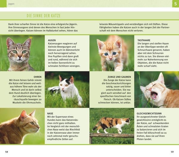 Produktbild: 300 Fragen zum Katzenverhalten
