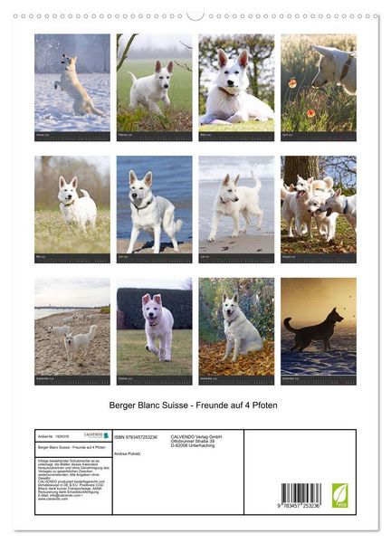 Produktbild: Berger Blanc Suisse - Freunde auf 4 Pfoten (hochwertiger Premium Wandkalender 2026 DIN A2 hoch), Kunstdruck in Hochglanz
