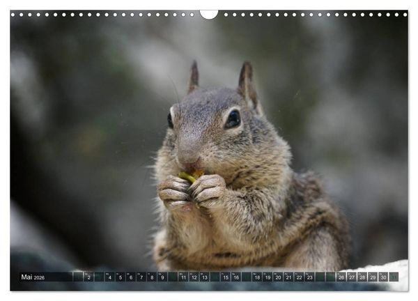 Produktbild: Yosemite Nationalpark (Wandkalender 2026 DIN A3 quer), CALVENDO Monatskalender