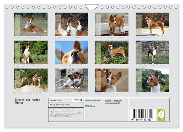 Produktbild: Basenji, der Kongo-Terrier (Wandkalender 2026 DIN A4 quer), CALVENDO Monatskalender