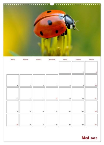 Produktbild: Marienk&auml;fergl&uuml;ck (hochwertiger Premium Wandkalender 2026 DIN A2 hoch), Kunstdruck in Hochglanz