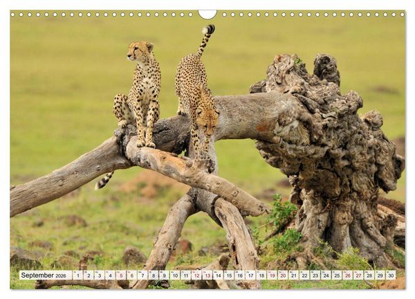 Produktbild: Faszinaton Afrika: Geparde (Wandkalender 2026 DIN A3 quer), CALVENDO Monatskalender