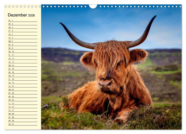 Produktbild: Schottische Hochlandrinder. Freundlich, sch&ouml;n und robust (Wandkalender 2026 DIN A3 quer), CALVENDO Monatskalender